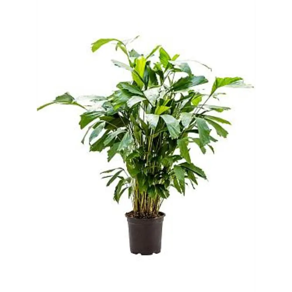 Фото Филодендрон ø24 h80 см