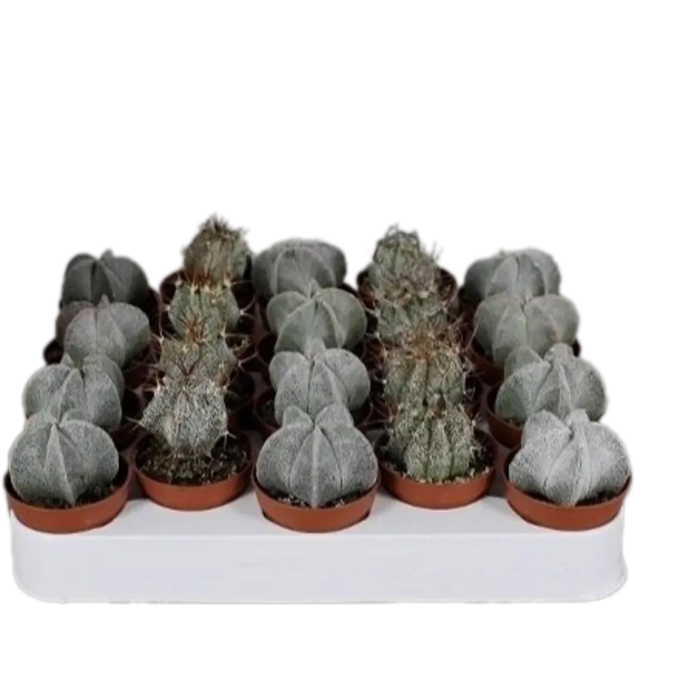 Фото 2 Астрофитум ø5.5 h5 см