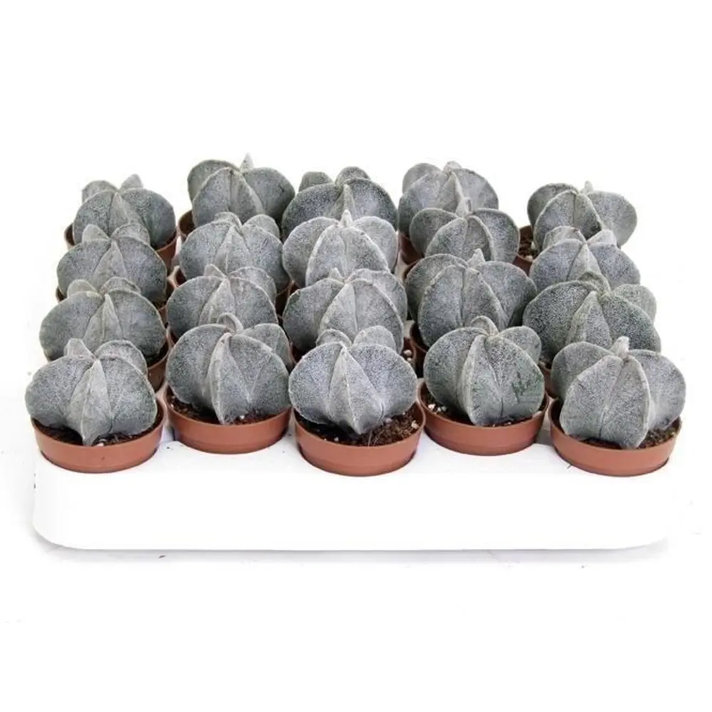 Фото Астрофитум ø5.5 h5 см