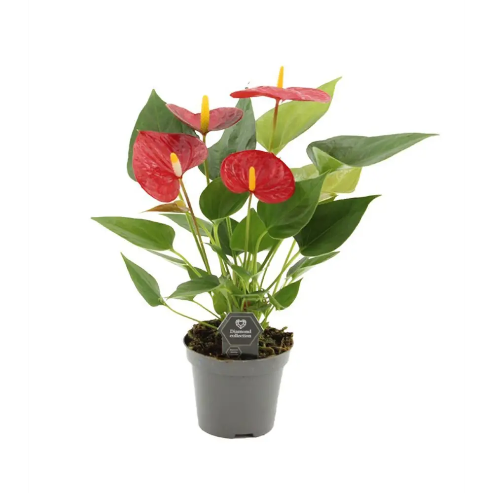 Фото Антуриум микс ø9 h25 см