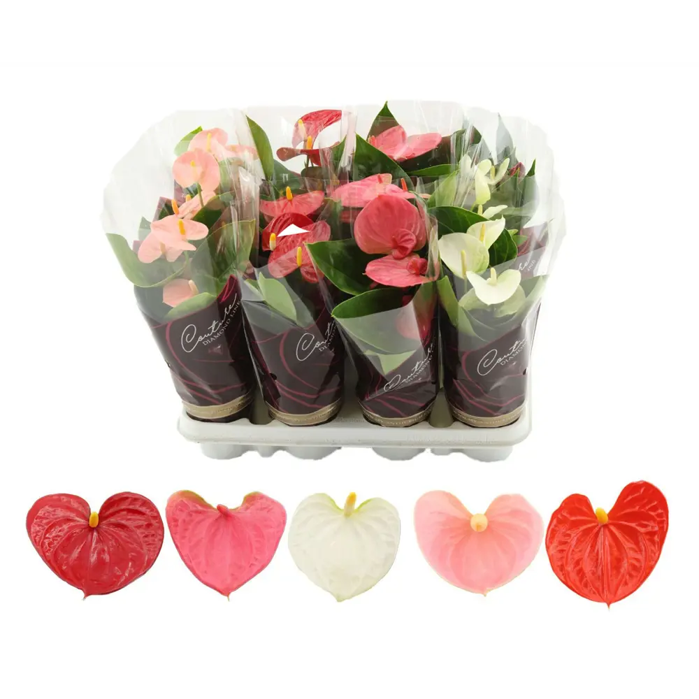 Фото 2 Антуриум микс ø9 h25 см