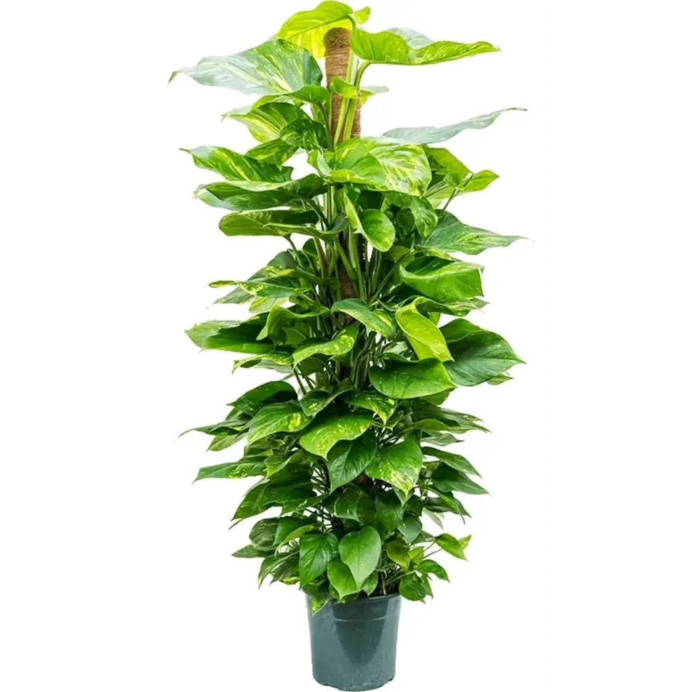 Фото Эпипремнум золотистый ø28 h140 см