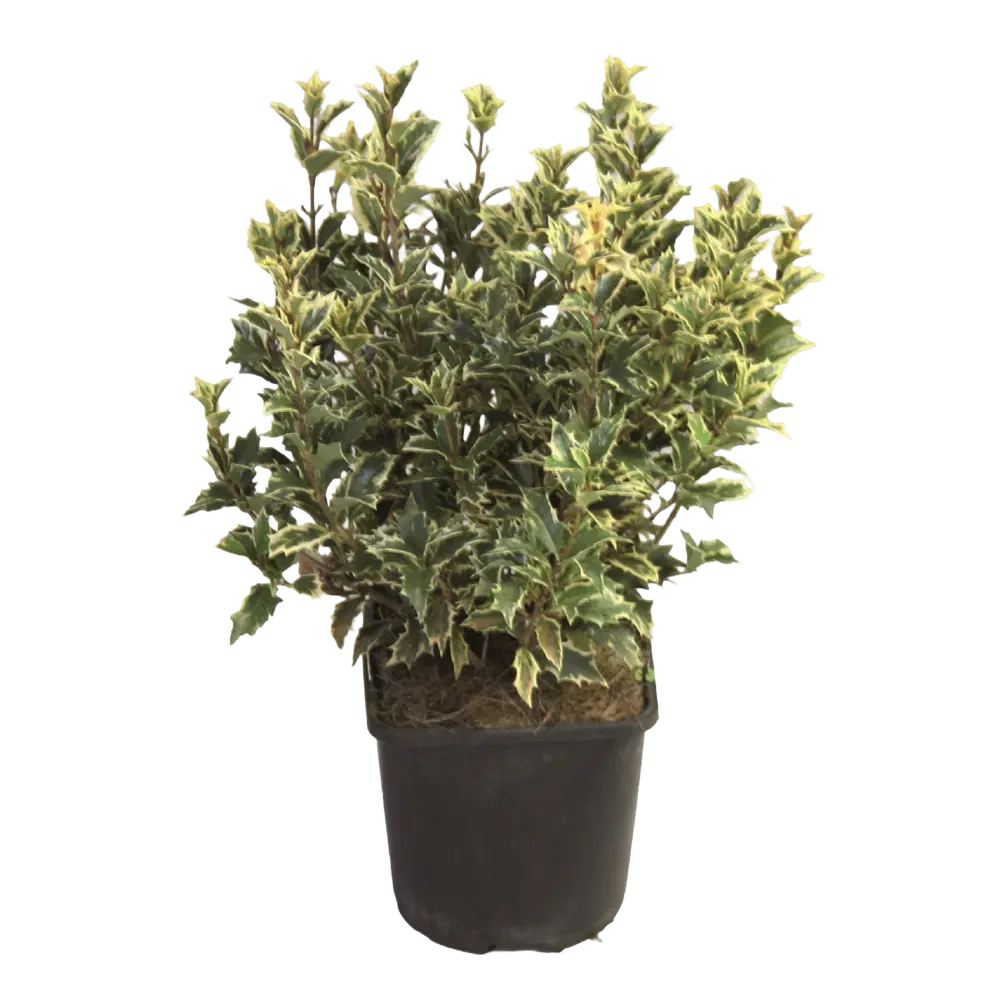 Фото Османтус Гетерофилла Триколор h25 см