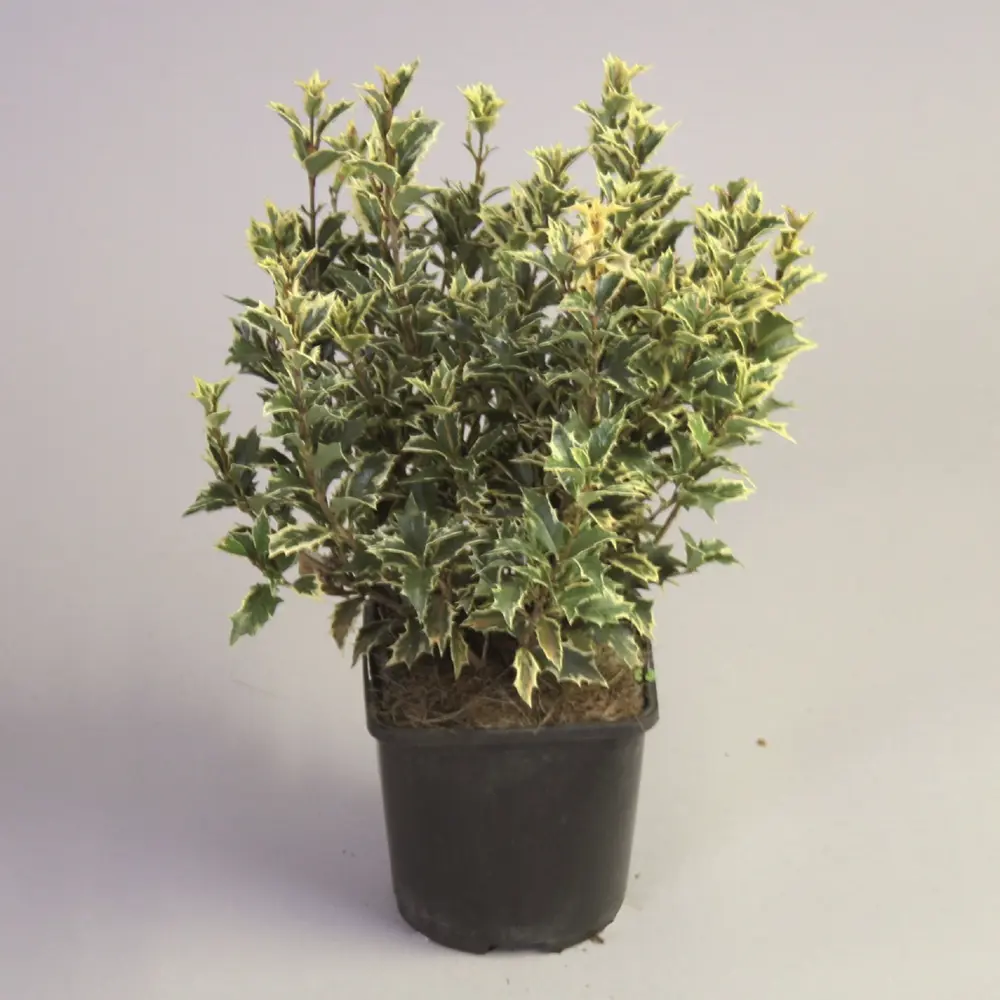 Фото 2 Османтус Гетерофилла Триколор h25 см