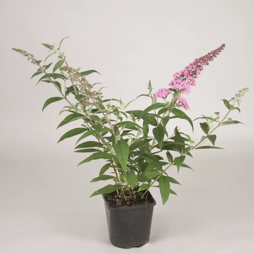 Фото 2 Буддлея Давида Пинк Делайт h30 - 40 см