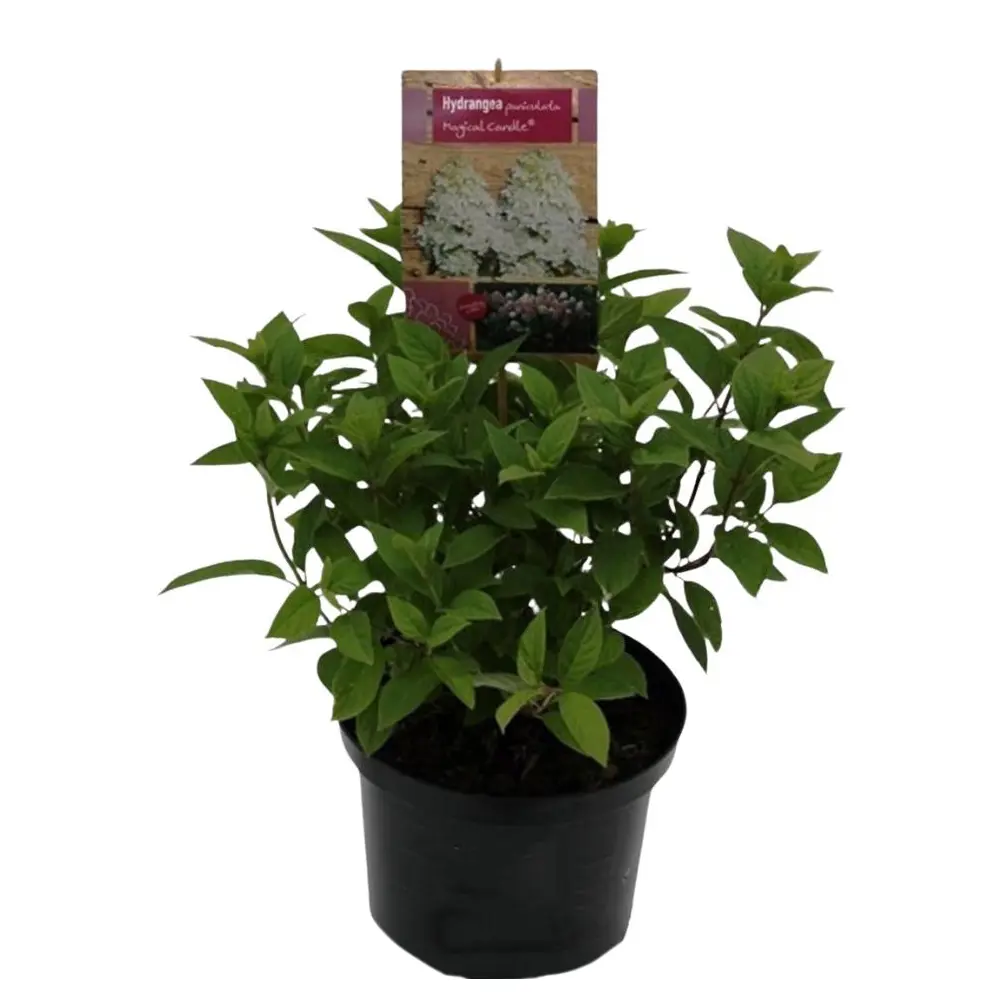 Фото Гортензия метельчатая Мэйджик Кэндл h20 см
