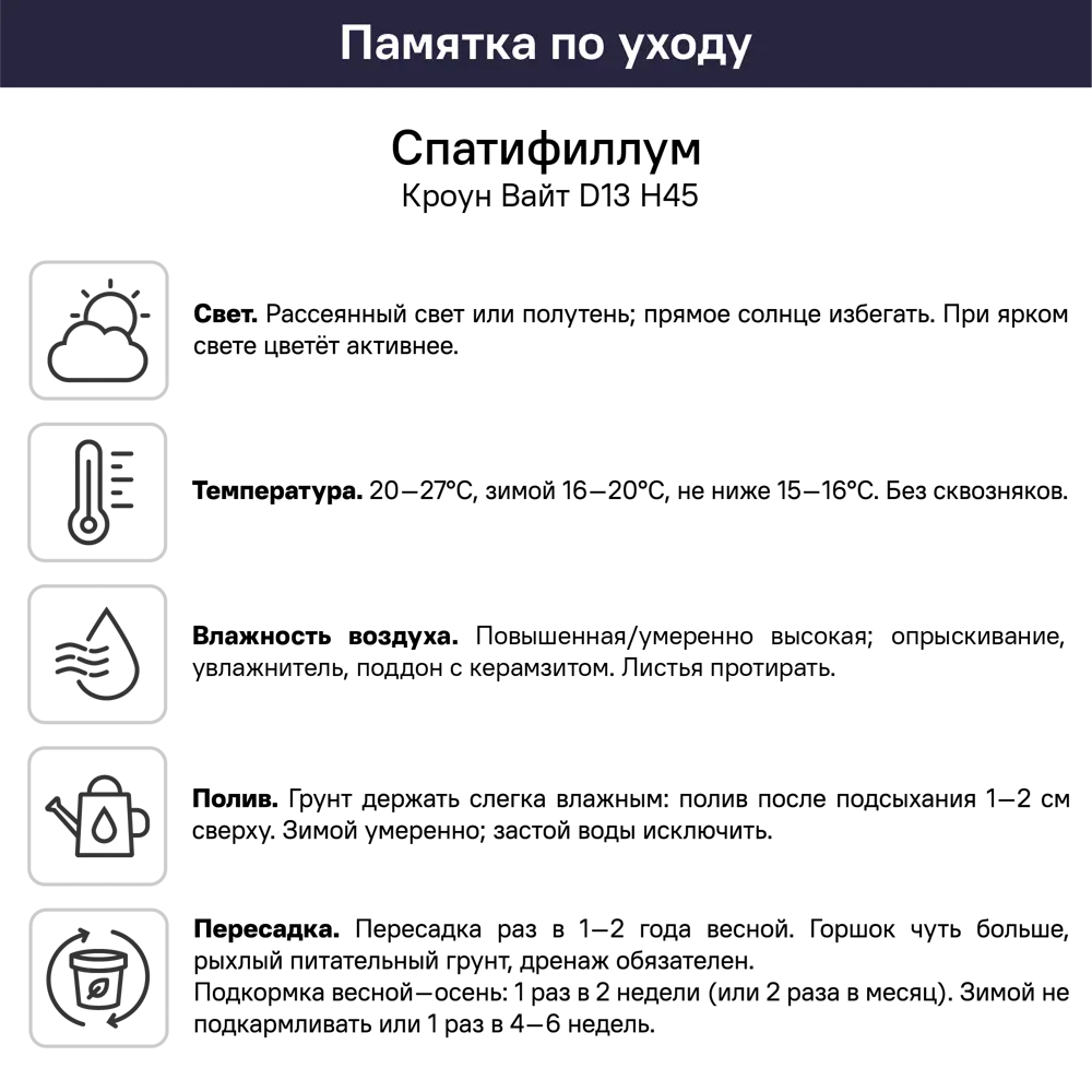 Фото 4 Спатифиллум Кроун Вайт ø13 h45 см Фото 4 Спатифиллум Кроун Вайт ø13 h45 см