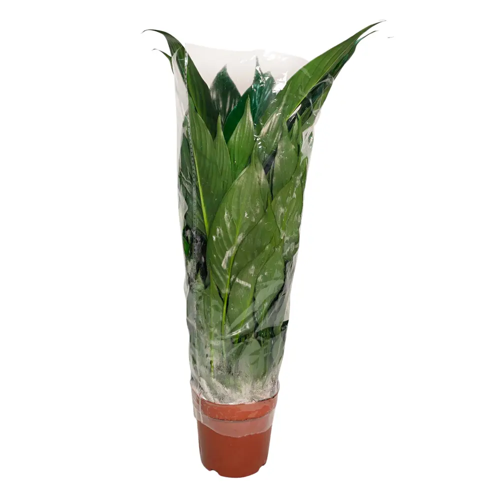 Фото 5 Спатифиллум Кроун Вайт ø13 h45 см Фото 5 Спатифиллум Кроун Вайт ø13 h45 см