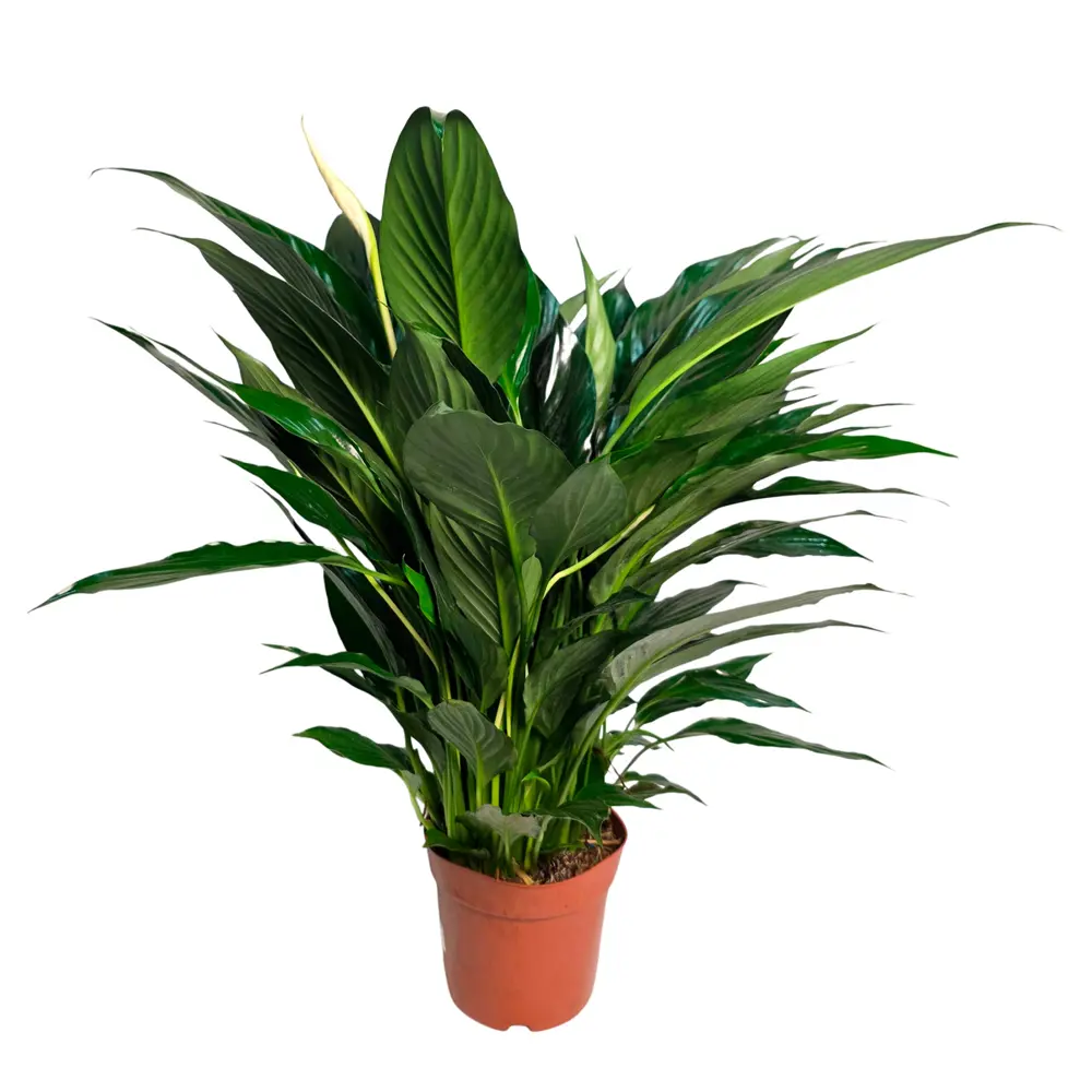 Фото Спатифиллум Кроун Вайт ø13 h45 см Фото Спатифиллум Кроун Вайт ø13 h45 см