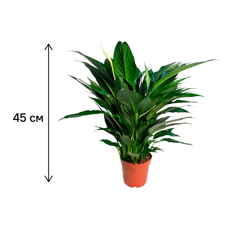 Фото 3 Спатифиллум Кроун Вайт ø13 h45 см Фото 3 Спатифиллум Кроун Вайт ø13 h45 см