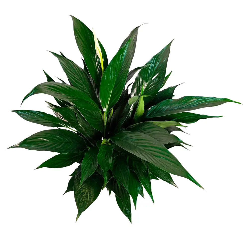 Фото 2 Спатифиллум Кроун Вайт ø13 h45 см Фото 2 Спатифиллум Кроун Вайт ø13 h45 см