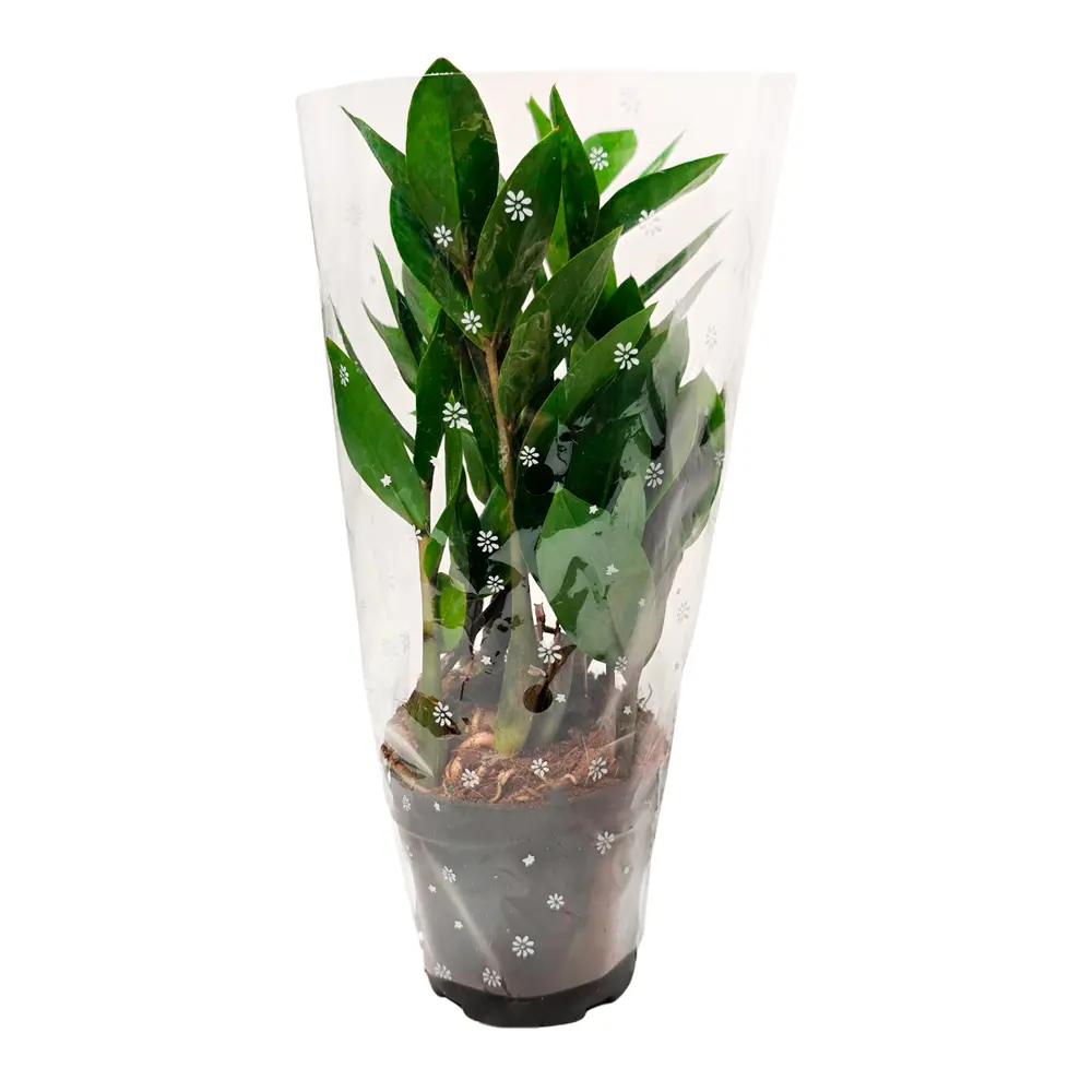 Фото 3 Замиокулькас ø11 h40 см