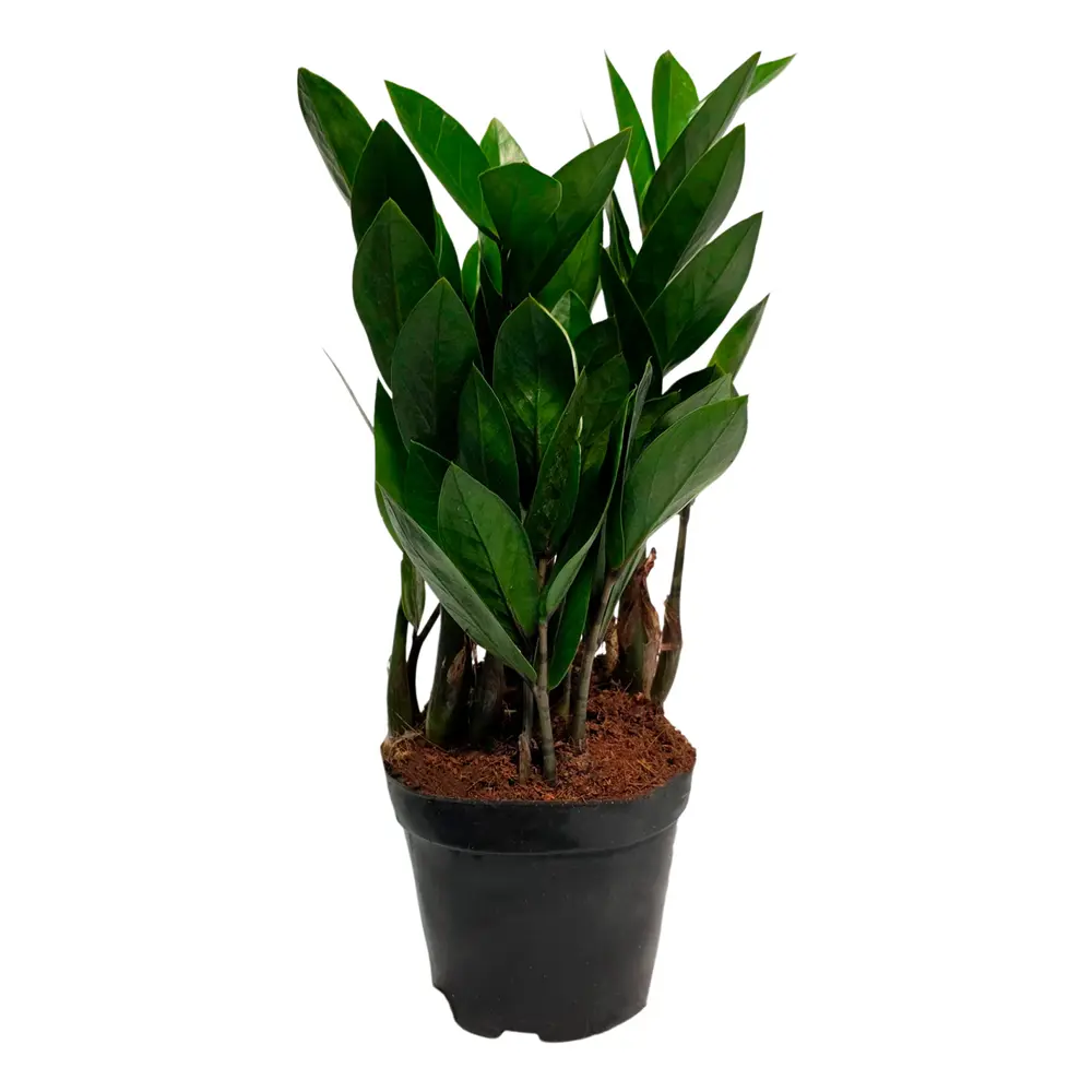 Фото Замиокулькас ø11 h40 см