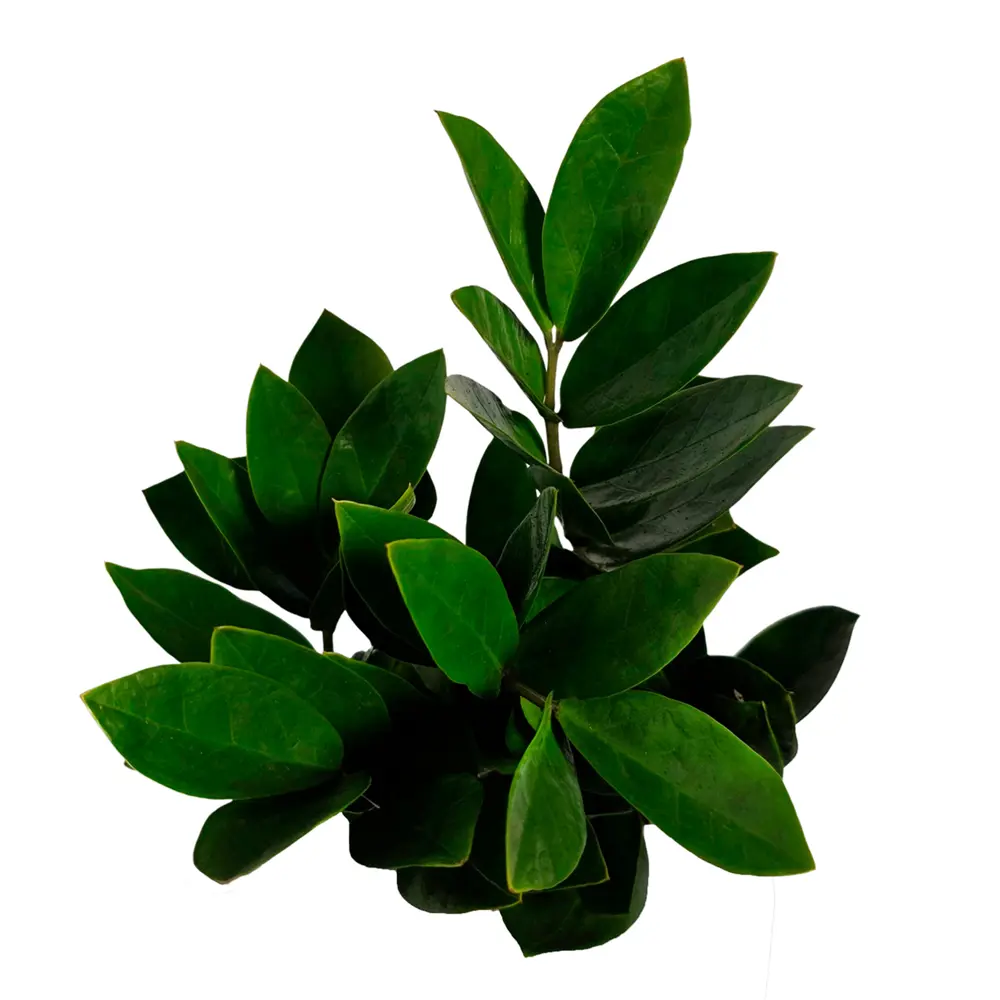 Фото 2 Замиокулькас ø11 h40 см