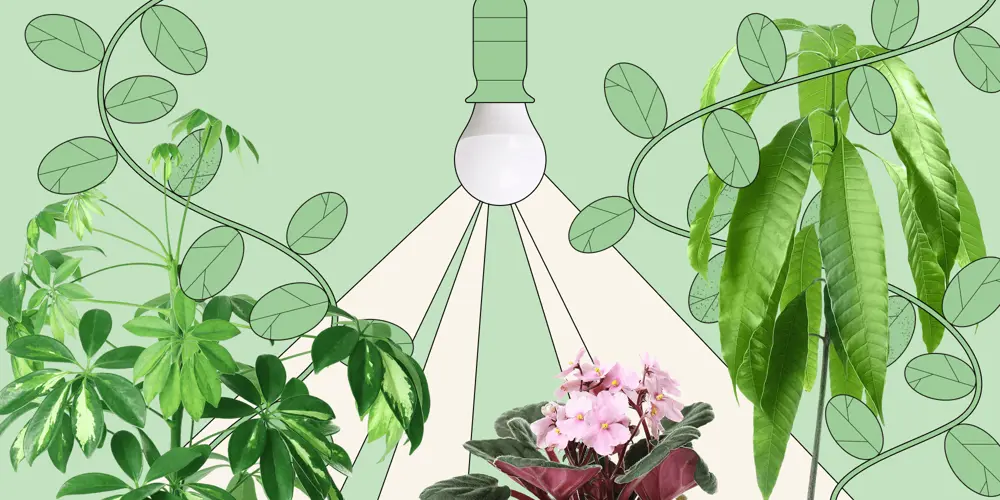 Что такое фитолампа и как ей пользоваться.