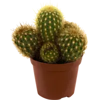 слайд 0