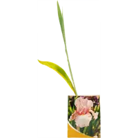 слайд 0