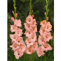 слайд 0