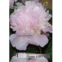 слайд 0