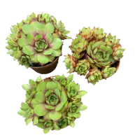 слайд 0