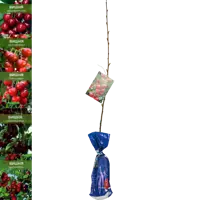 слайд 0