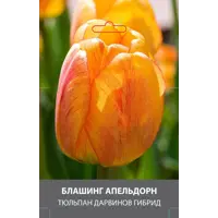 слайд 0