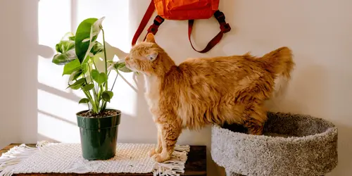 Как сделать дом дружелюбным к питомцам: идеи для любой квартиры