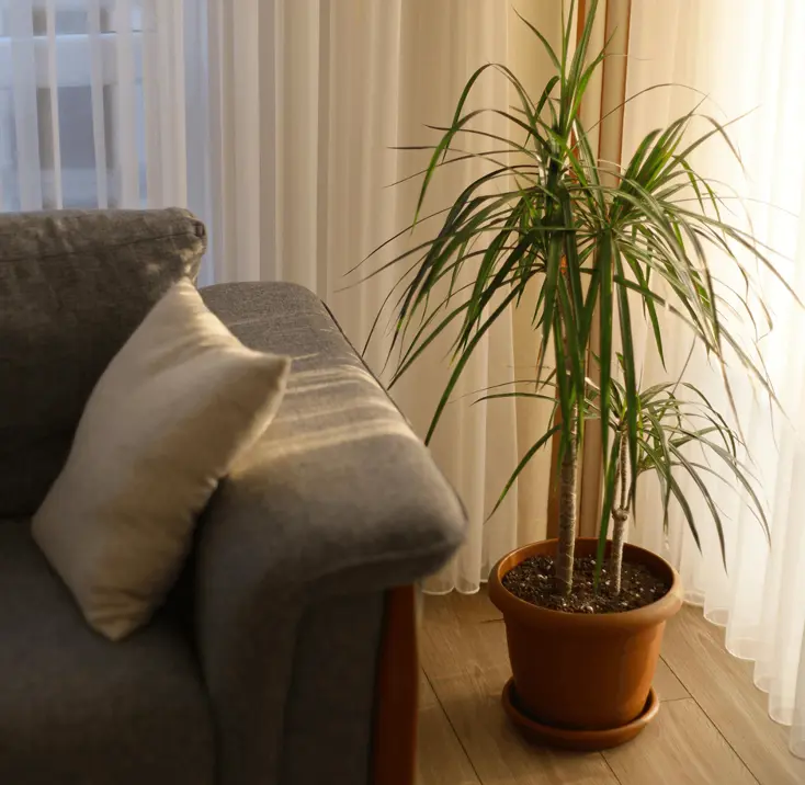 Драцена около дивана.