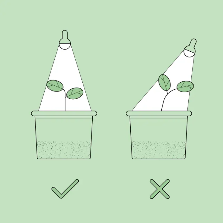 Где закрепить светильник для растений.