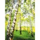 Фотообои бумажные В березках 140x200 см