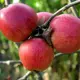 Яблоня Беркутовское, 3-5 лет