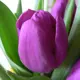 Тюльпан Purple Purissima GEOLIA 11/12
