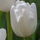 Тюльпан Hakuun GEOLIA 10 шт/9