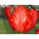 Тюльпан Giant Parrot GEOLIA 11/12 6/36