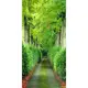 Фотообои флизелиновые Зеленая аллея 100x200 см