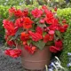 Бегония Geolia «cascade Red», 4х5 см