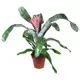Эхмея Fasciata Primera 15х65 см