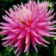 Георгина «Pink cactus II»