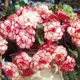 Бегония «marg. White/Red», 4х5 см