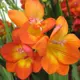 Фрезия «Single Orange», 4х5 см