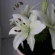 Лилия «Мазерс Чойс», 16х18 см