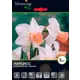 Нарцисс «Регги»