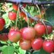 Черешня «Фатеж», пакет