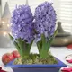 Гиацинт «Purple», 14х15 см