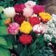Тюльпан Geolia «Mix-Doub Early»