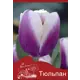 Тюльпан Атлантис 10/11, 3 шт.
