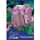 Тюльпан Блю Пэррот 10/11, 3 шт.