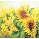 Фотообои Подсолнухи 210x200 см