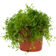 Солейролия 10х15 см