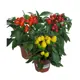Перец декоративный 105х20 см